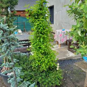 Foto inzerátu Velká sleva ! Vajgelie červená, Eva Rathke, kónus, 150 cm.