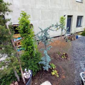 Foto inzerátu Velká sleva ! Vajgelie červená, Eva Rathke, kónus, 150 cm.