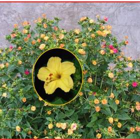 Mirabilis Jalapa Nocenka žlutá -  SEMENA / 19548981
