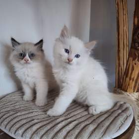 koťata Ragdoll bez pp / 19549972