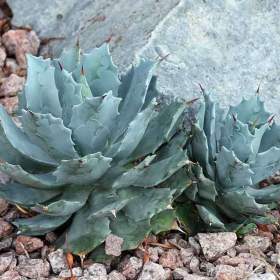 Agave isthmensis -  semena / 19550207
