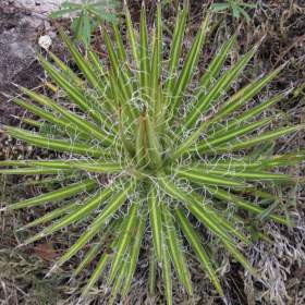 Agave multifilifera -  semena / 19550210