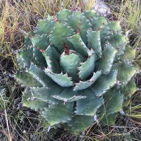Agave nussaviorum -  semena / 19550213