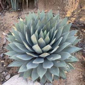 Agave parryi var. huachucensis -  semena / 19550217
