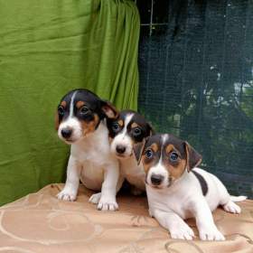 Jack Russell terrier JRT / 19551562
