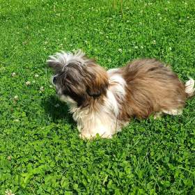 Shih- tzu -  prodám pejsky bez pp / 19551897