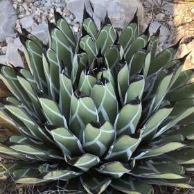 Agave nickelsiae -  Král agave -  semena / 19553263