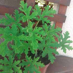 Fotka k inzerátu POKOJOVÉ ROSTLINY -  DO KONCE LISTOPADU BALÍKOVNA ZA 50,-  Kč / 19063585