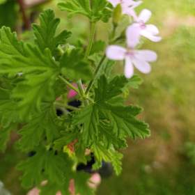 POKOJOVÉ ROSTLINY -  DO KONCE LISTOPADU BALÍKOVNA ZA 50,-  Kč / 19553358