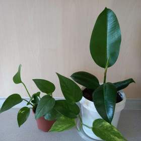 Potos a ficus / 19553514
