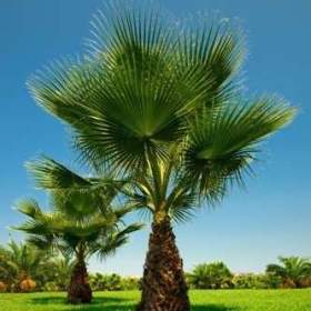 palma Washingtonia filifera -  semena / 19553820