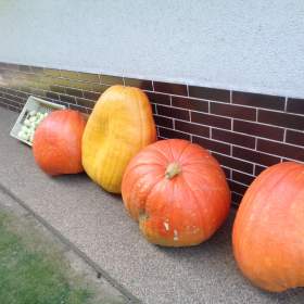 Foto inzerátu Prodám dyni Goliáš