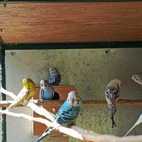 Fotka k inzerátu Andulky  / 18970466