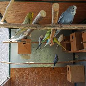 Foto inzerátu Andulky 