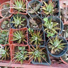 Fotka k inzerátu Sukulenty  / 17301540