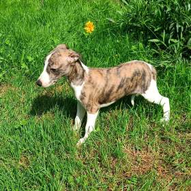 Whippet /Vipet/ -  štěňata bez pp / 19555340