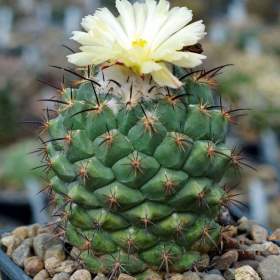 Kaktus Coryphantha longicornis -  semena / 19555388