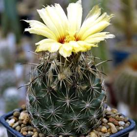 Kaktus Coryphantha obscura SB 714 -  semena / 19555390
