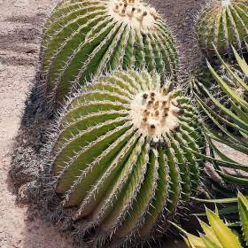 Kaktus Echinocactus platyacanthus -  semena / 19555401