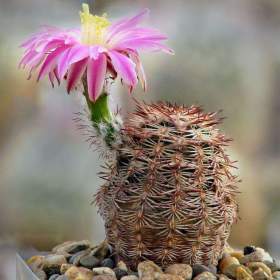 Kaktus Echinocereus adustus SB 72 -  semena / 19555403