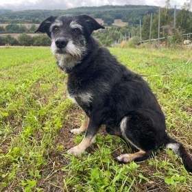 Fotka k inzerátu JACK -  psík 9 let  / 19645858