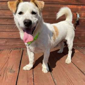 Fotka k inzerátu TEO -  kastrovaný psík 3 roky  / 19645858