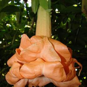 Řízek Brugmansia Angels Flight variegata -  Andělská trumpeta / 19559121