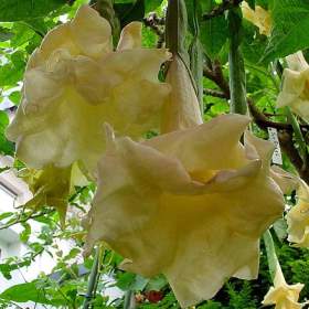 Řízek Brugmansia Sun Angel -  Andělská trumpeta / 19559131