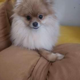 Nabízím krásnou fenečku,, mini POMERANIAN  / 19559281