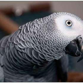 Koupím: Žako Kongo, / 19559659