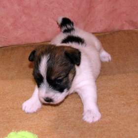 Jediná roztomilá fenka Jack Russell teriéra s PP k rezervaci / 19560343