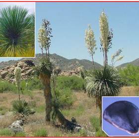 Yucca Elata -  semena / 19560579