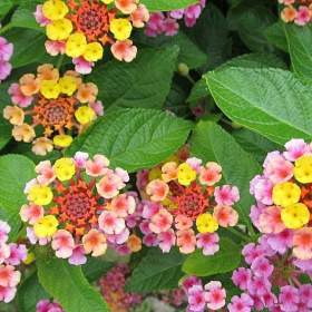 Lantana camara -  Libora proměnlivá -  semena / 19560604