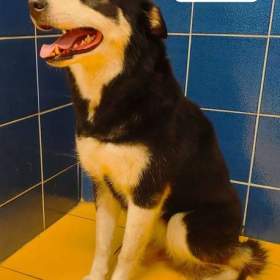 Siberian husky / 19560644
