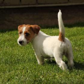 Jack russell teriér s PP hruosrstý / 19560673