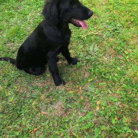 štěňáto Flat Coated Retriever / 19562906