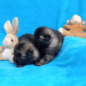 Německý špic vlčí / keeshond prodám štěňata s PP / 19563342