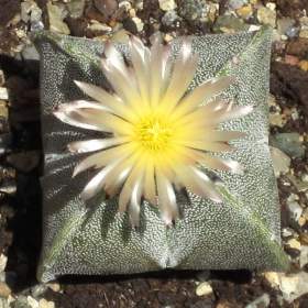 Kaktus Astrophytum myriostigma var. Quadricostatum -  semena / 19563406