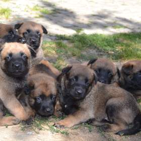 Belgický ovčák malinois- štěňátka s PP / 19563572