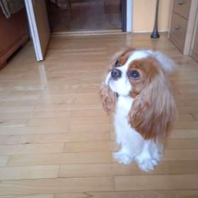 Fotka k inzerátu Hledám kamarádku / 19511125