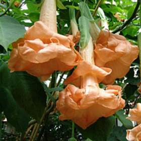 Řízek Brugmansia Angels Flight -  Andělská trumpeta / 19565827