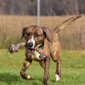 Fotka k inzerátu Darujeme Bonie / 19431034