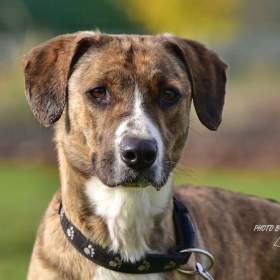 Fotka k inzerátu Darujeme Bonie / 19651902