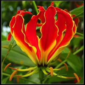 Gloriosa Superba – Glorióza vznešená -  semena / 19568100