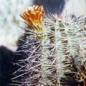Kaktus Echinocereus neomexicanus -  semena / 19568882
