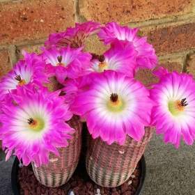 Kaktus Echinocereus pectinatus v. rubrispinus -  semena / 19568883