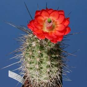 Kaktus Echinocereus polyacanthus v. spinigematus -  semena / 19568884