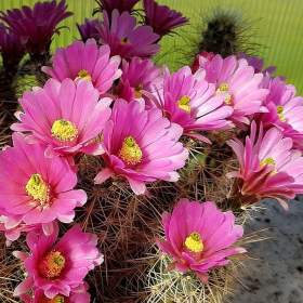 Kaktus Echinocereus roetteri -  semena / 19568885