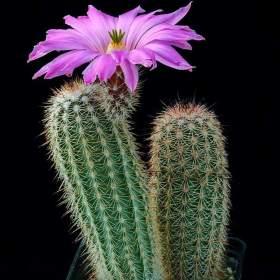Kaktus Echinocereus sciurus v. floresii L 71 -  semena / 19568886