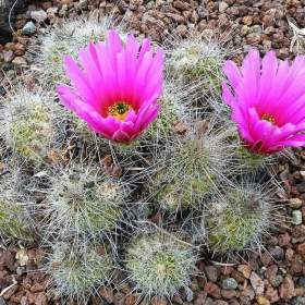 Kaktus Echinocereus stramineus San Martin -  semena / 19568890